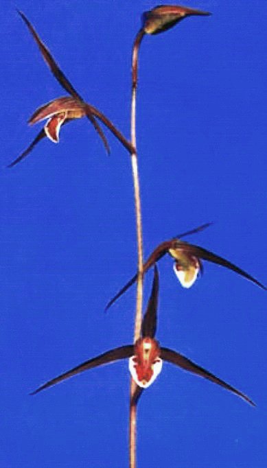 寒蘭『紅風師』